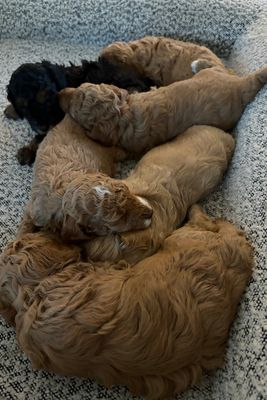 Apr Litter 2026