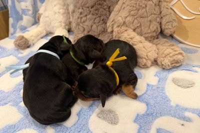 Teddy x Poppy - Sep Litter 2026