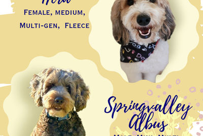Springvalley Albus x Daisydoodles Hera - Snow White Litter 2026