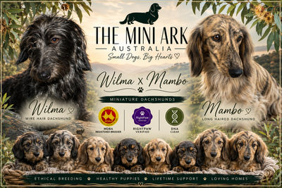 Mambo  x Wilma  - November Litter 2026