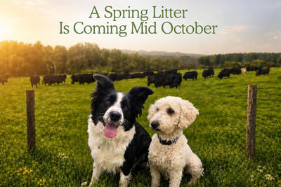 Spring Litter 2026