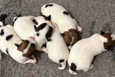 Cedarjax im George  - October Litter 2026