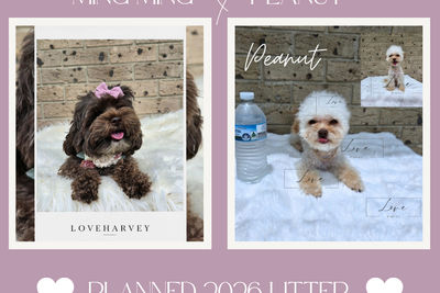 Peanut x MING MING - January Litter 2027