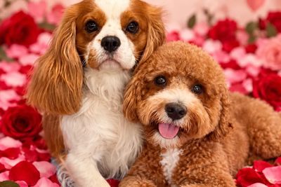 Once upon a love litter