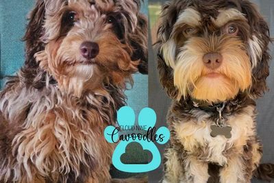 Bon x Ginger - Sep Litter 2026