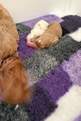 Rosie - Jul Litter 2026