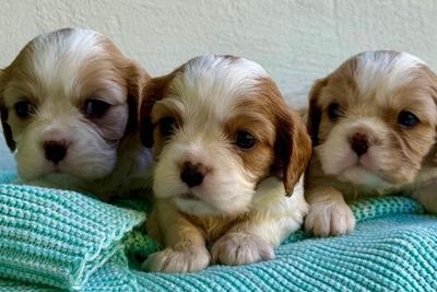 Frankie - Jul Litter 2026