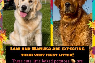 Mazel's Manuka x Mazel's Lani - Mid year Litter 2026