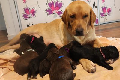 Alfie x Suzie - Midnight Hour Litter