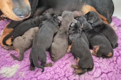 Lucy - May Litter 2026