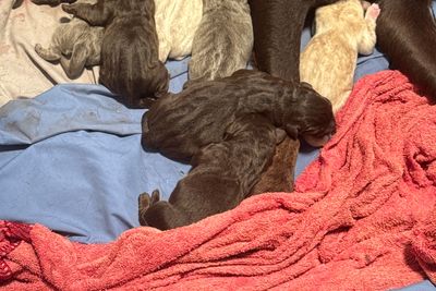 Max x All Colour Timtam - Apr Litter 2025