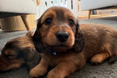 Mar Litter 2026