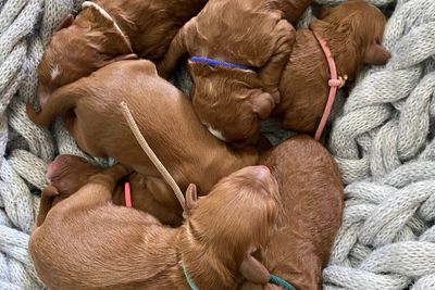 Country puppies cavoodle price sales