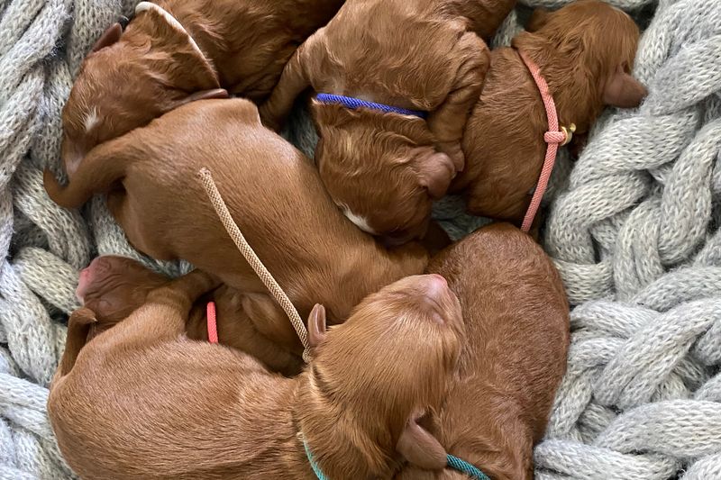 Country cavoodles 2025