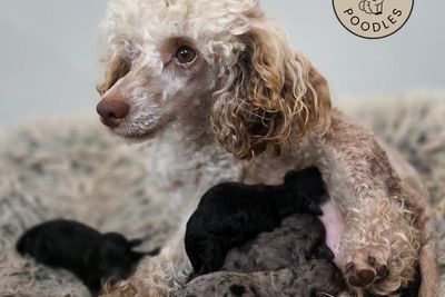 Lord Reuben x Trudy Truffle - May Litter 2026