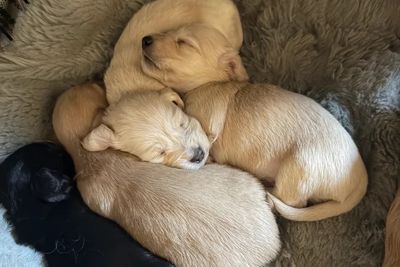 Wally x Daisy - Jun Litter 2026