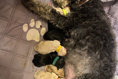 Hugo x Lexi - Dec Litter 2025