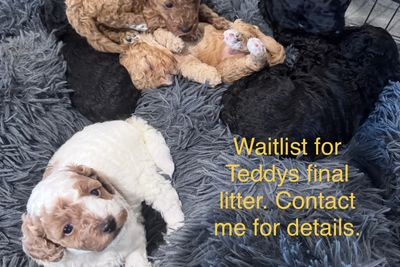 July Litter 2026