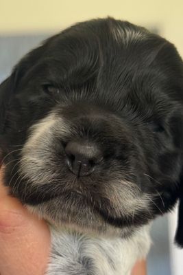 Bertie x Kiki - Jun Litter 2026
