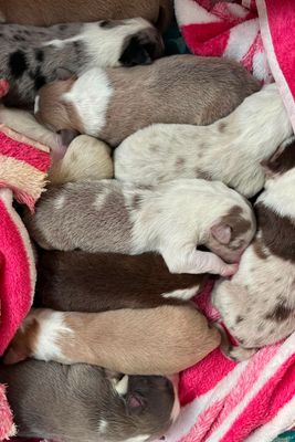 Juno’s litter 
