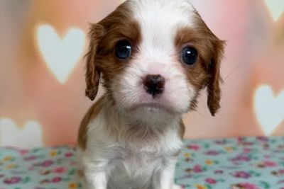 Sheldon x Sapphire - Jul Litter 2026
