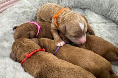 Rambo x Zoe - May Litter 2025