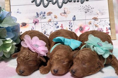 Charlie x Elsa - Sep Litter 2026