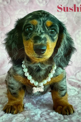 Jun Litter 2026
