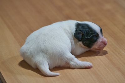 September 10th Litter - I x male available