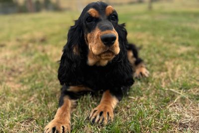 TBC x Remi - August Litter 2026