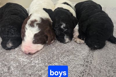 Banjo x Billie - Sep Litter 2026