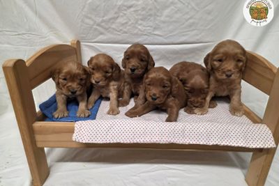 bossdog x stella - Jun Litter 2026