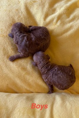 Apr Litter 2026