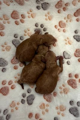 Apr Litter 2026