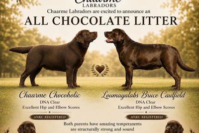 BRUCE x STELLA - Oct Litter 2026