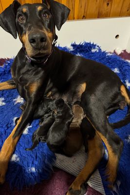 Bugsy x Ivy - Apr Litter 2026
