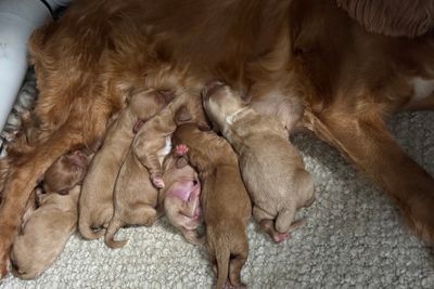 Teddy x Ziggy - Sep Litter 2026