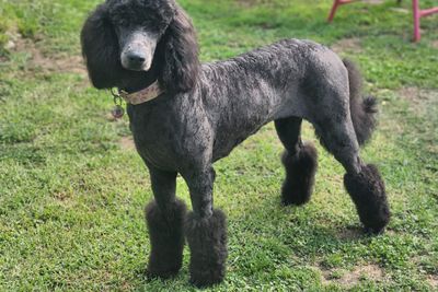 Floyd x Lottie - April Litter 2025
