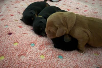 Teddy x Kodie - Jul Litter 2026