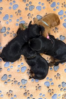 Teddy x Kodie - Jul Litter 2026