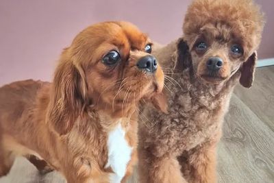 Paddington  x Posy - Sep Litter 2026