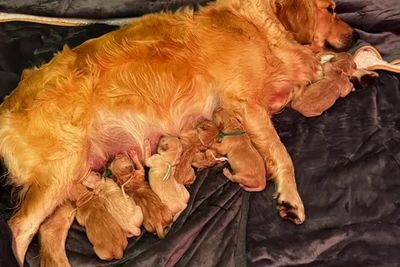 Jasper x Amber - May Litter 2026