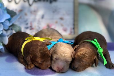 Rusty x Annie - Sep Litter 2026