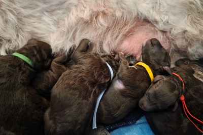 Lola x Yogi - TED LASSO Litter 2026