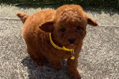 Raymond  x GRACE - Aug Litter 2026