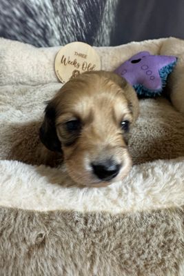 Archie x Penny - Aug Litter 2026
