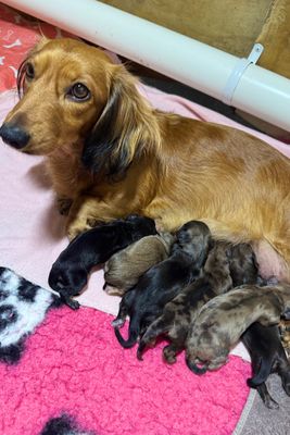Archie x Penny - Aug Litter 2026