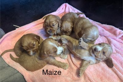 Buster x Maize - Jun Litter 2026