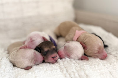 Caspian x Honey - Aug Litter 2026