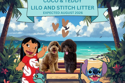 Coco x Teddy “Lilo & Stitch litter”